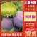 四川会理五月脆，半边红，红布林李子，产地代办，