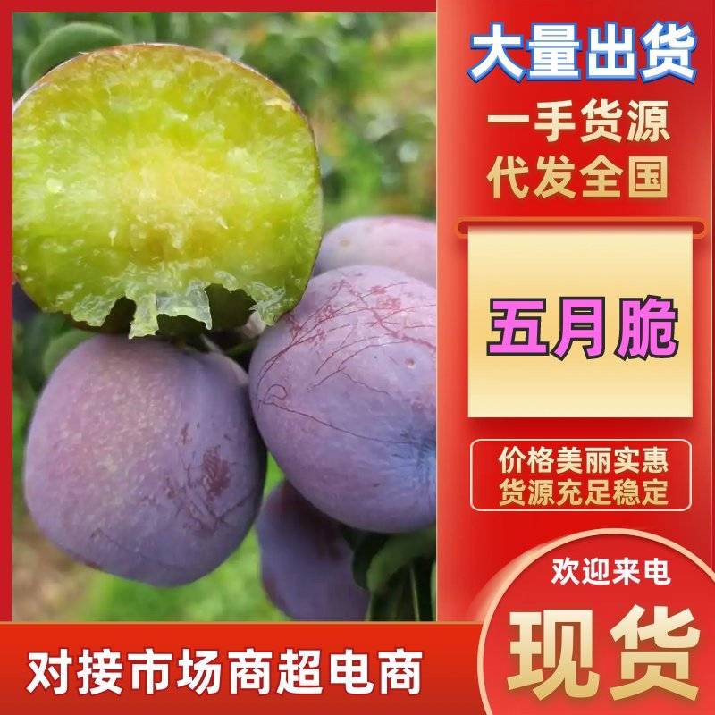 四川会理五月脆，半边红，红布林李子，产地代办，