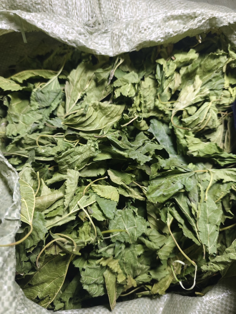 青桑叶大量供应，都是整片