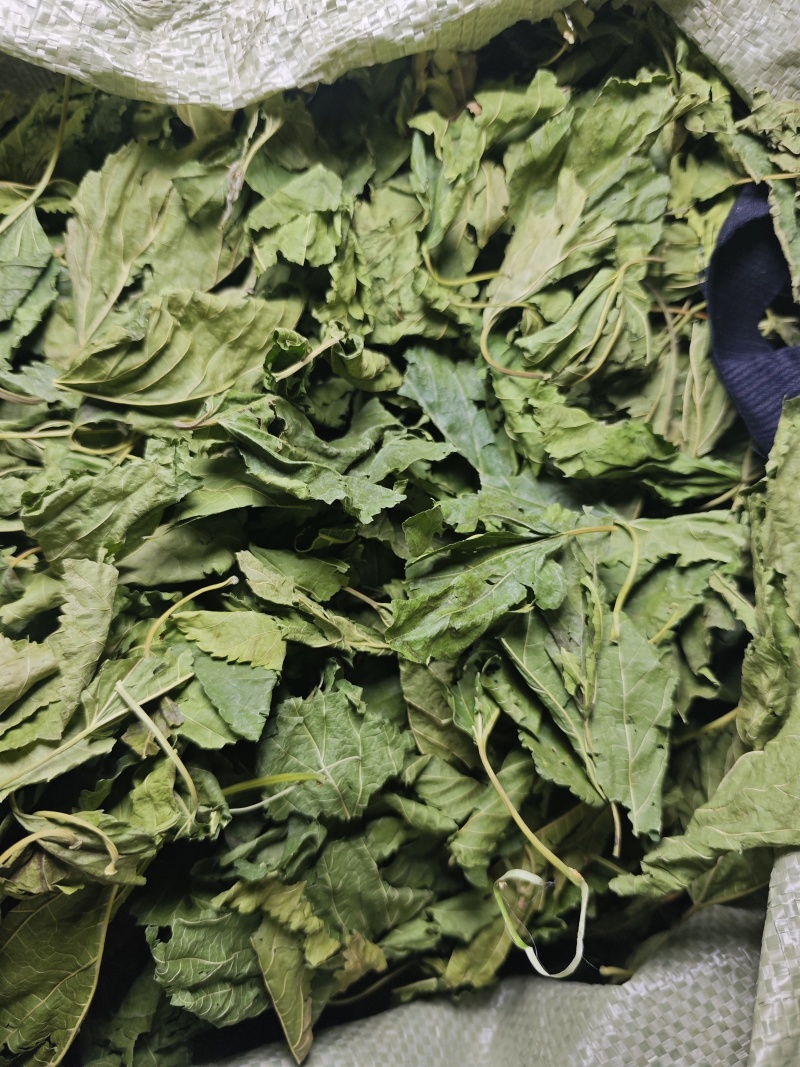 青桑叶大量供应，都是整片