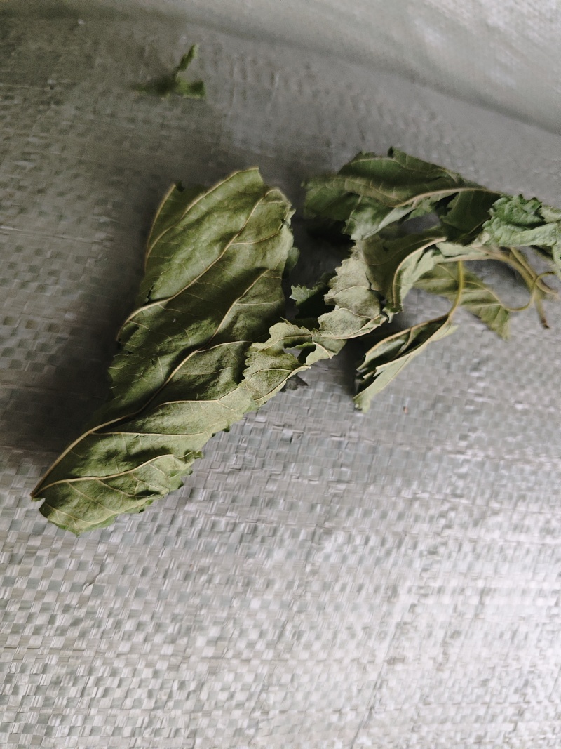 青桑叶大量供应，都是整片