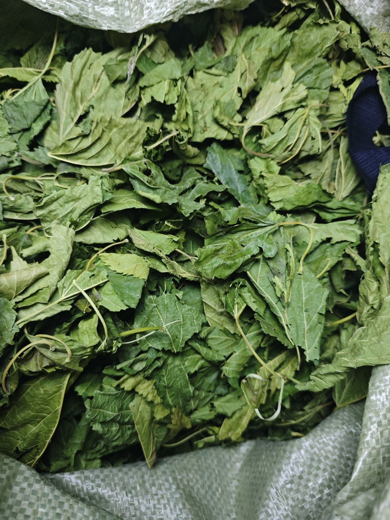 青桑叶大量供应，都是整片