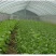 防虫网果蔬瓜菜苗木种植防虫网果园防虫大棚防虫养殖场防虫网