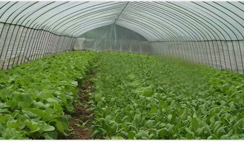 防虫网果蔬瓜菜苗木种植防虫网果园防虫大棚防虫养殖场防虫网