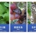 防虫网果蔬瓜菜苗木种植防虫网果园防虫大棚防虫养殖场防虫网