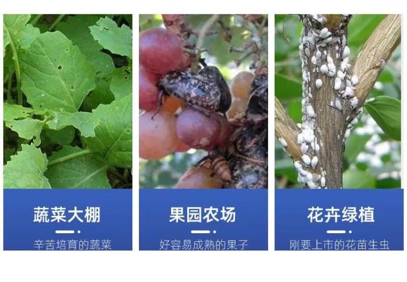 防虫网果蔬瓜菜苗木种植防虫网果园防虫大棚防虫养殖场防虫网