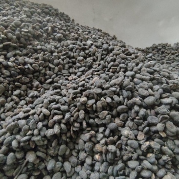 补骨脂故止道地药材尽在聚源中药