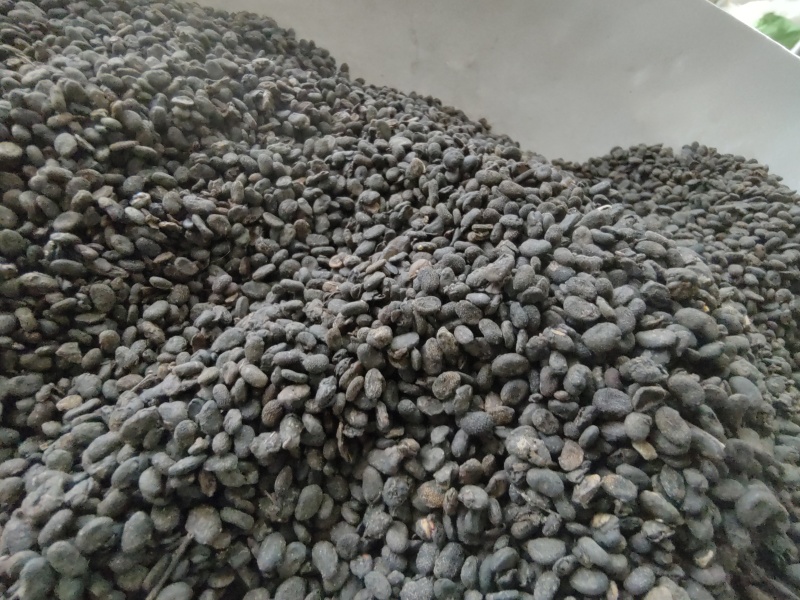 补骨脂故止道地药材尽在聚源中药
