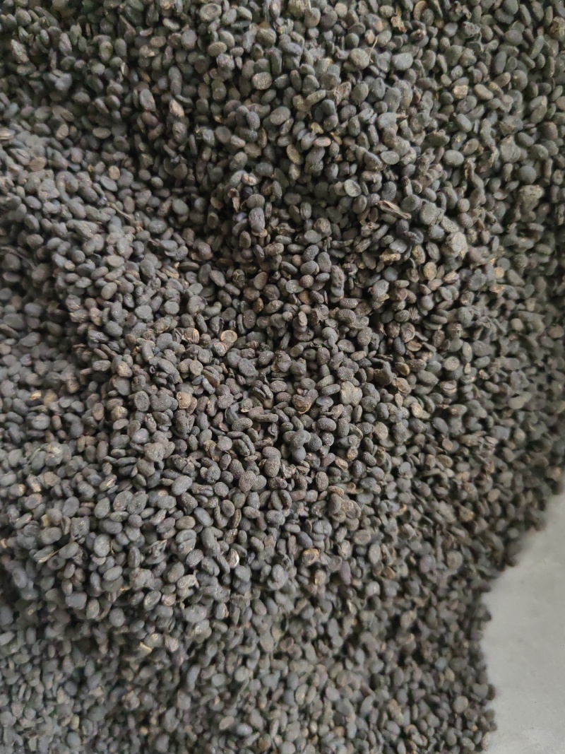 补骨脂故止道地药材尽在聚源中药