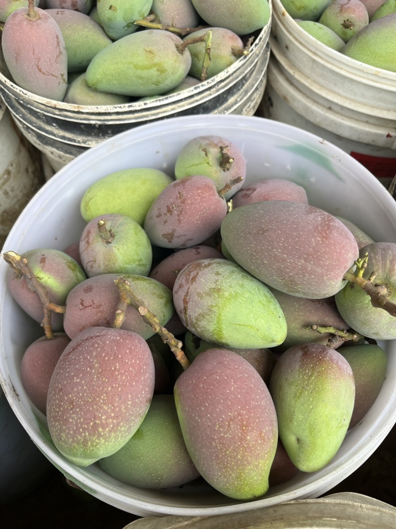广西贵妃芒果、金煌、台芒大量供应