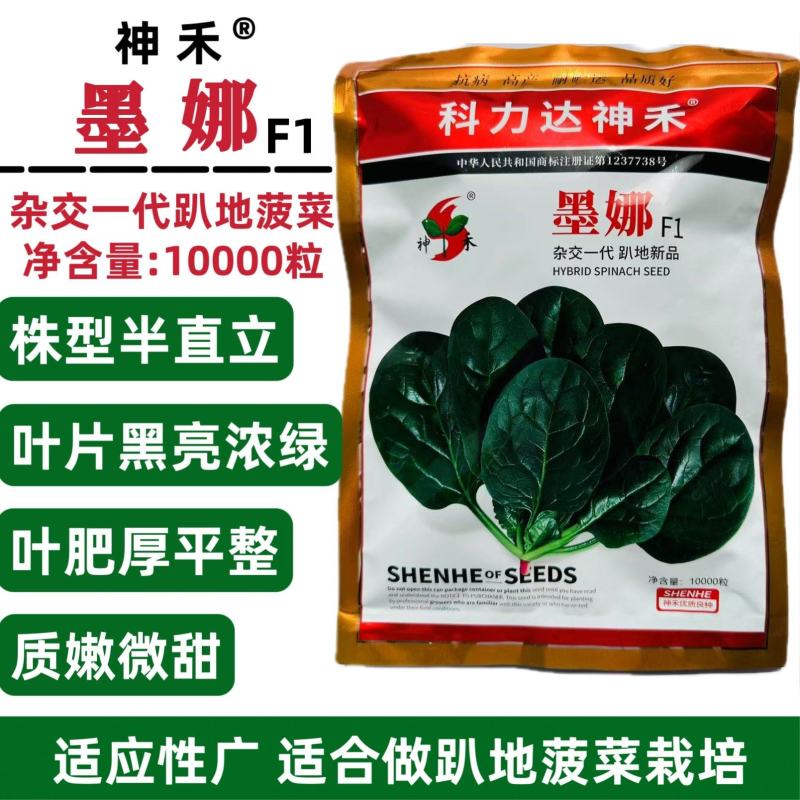 墨娜杂交趴地菠菜种子黑亮浓绿趴地菠菜种籽质嫩微甜耐寒