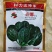 墨娜杂交趴地菠菜种子黑亮浓绿趴地菠菜种籽质嫩微甜耐寒