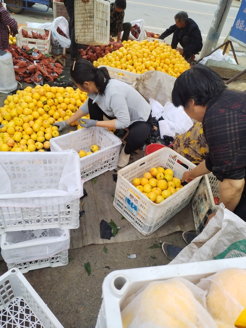 沂蒙山产地黄油桃对接全国批发商产地一条龙服务