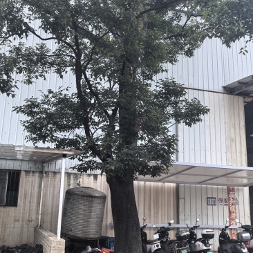 香樟10颗，扑树一颗都是大树，须自己拉运给价就出。