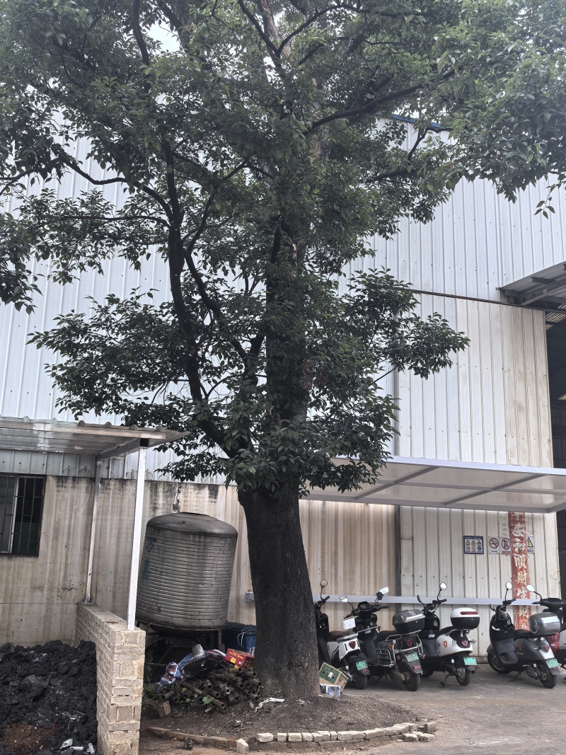 香樟10颗，扑树一颗都是大树，须自己拉运给价就出。