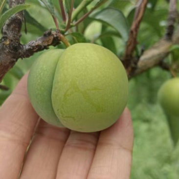 六马正宗《蜂糖李》