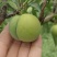 六马正宗《蜂糖李》