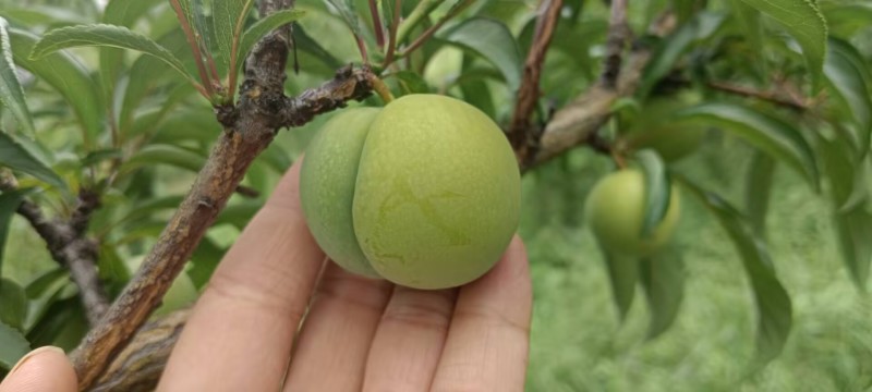 六马正宗《蜂糖李》