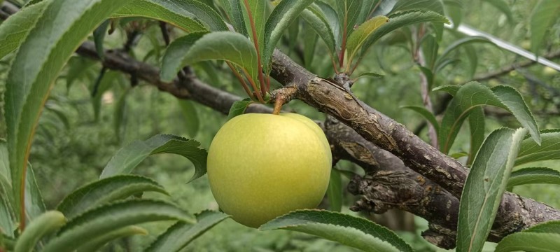 六马正宗《蜂糖李》
