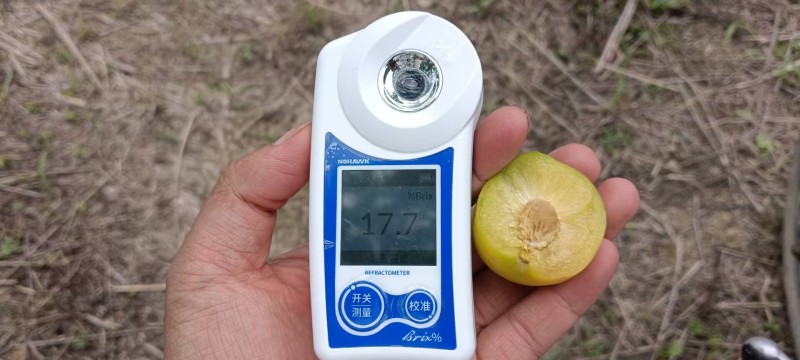 六马正宗《蜂糖李》