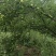 六马正宗《蜂糖李》