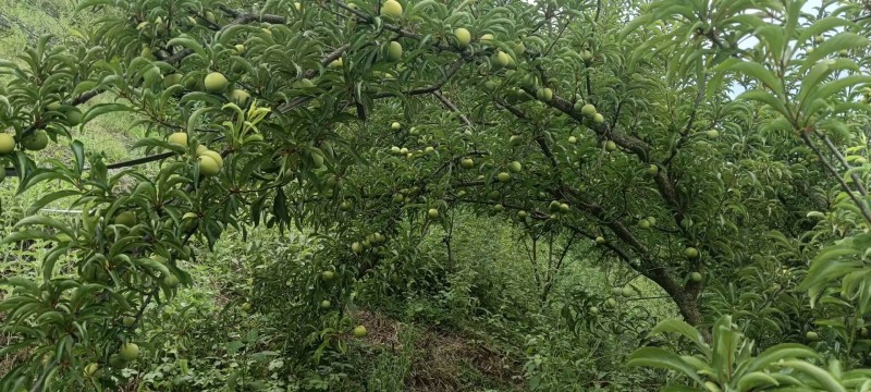 六马正宗《蜂糖李》