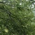六马正宗《蜂糖李》