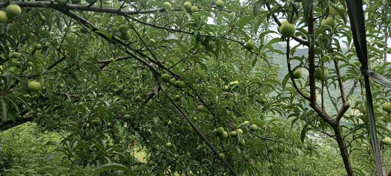 六马正宗《蜂糖李》
