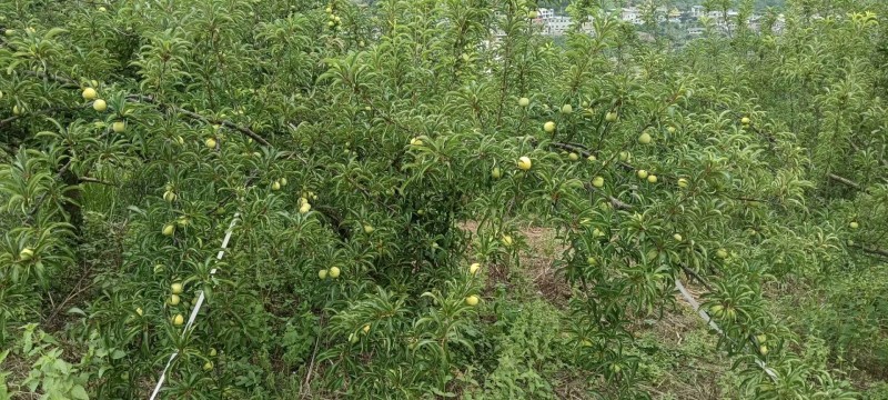六马正宗《蜂糖李》