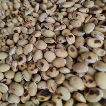 《白扁豆》扁豆炒扁豆黑门扁豆道地药材尽在聚源中药