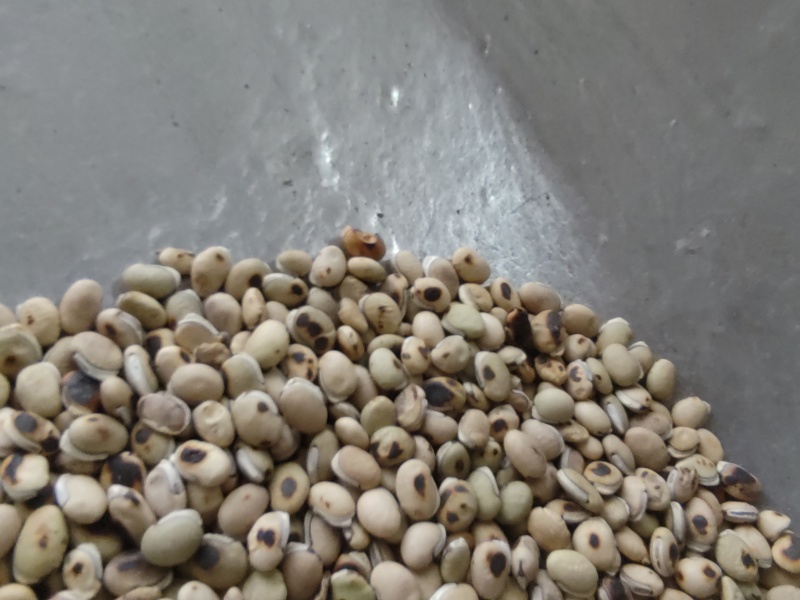 《白扁豆》扁豆炒扁豆黑门扁豆道地药材尽在聚源中药