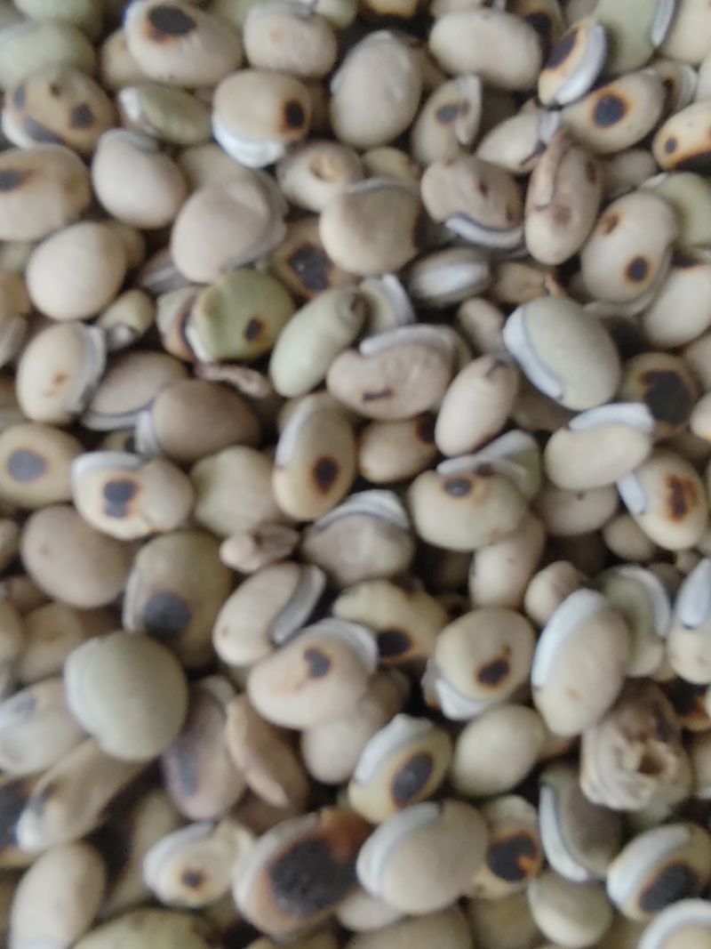 《白扁豆》扁豆炒扁豆黑门扁豆道地药材尽在聚源中药