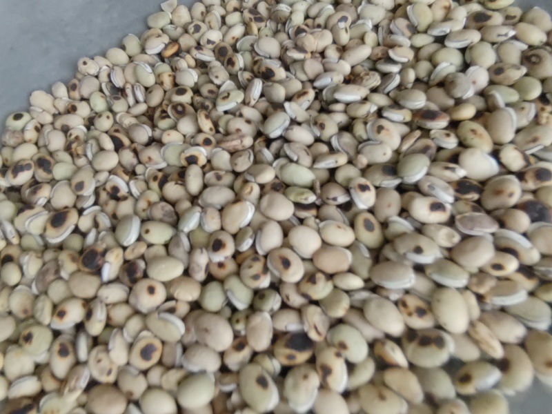 《白扁豆》扁豆炒扁豆黑门扁豆道地药材尽在聚源中药