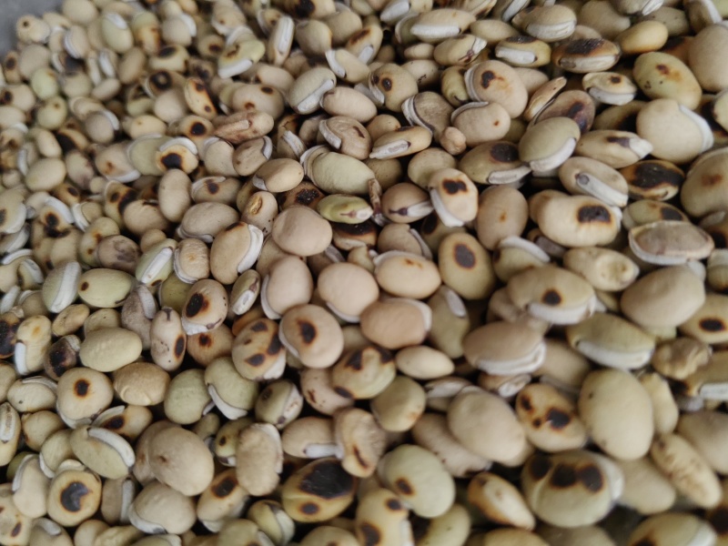 《白扁豆》扁豆炒扁豆黑门扁豆道地药材尽在聚源中药