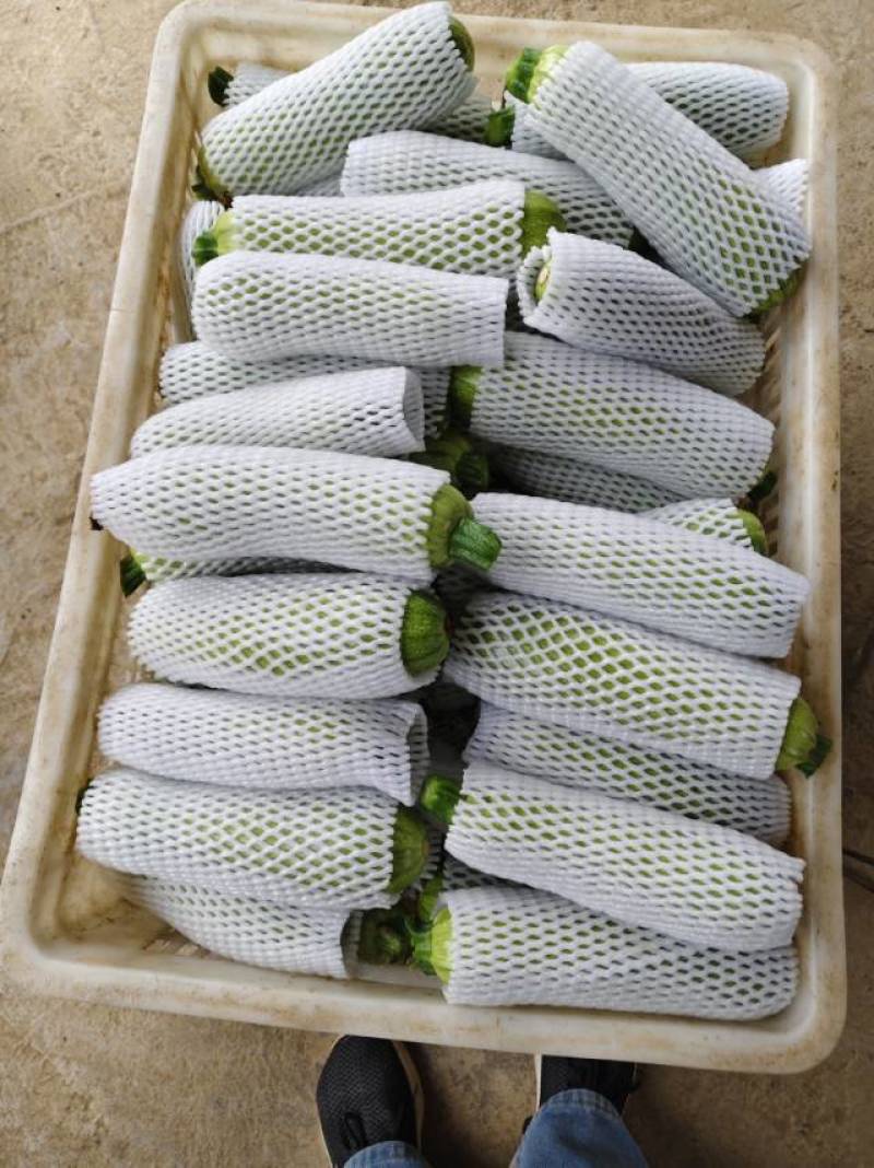 三月瓜