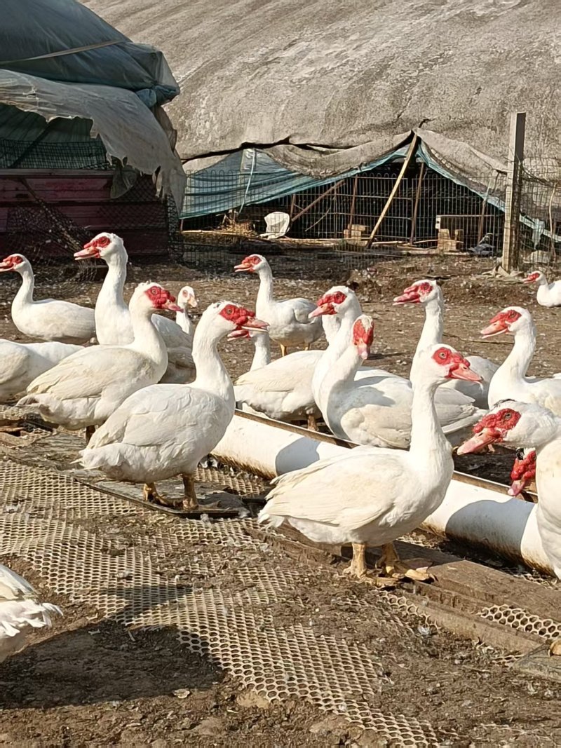 优质大量散养番鸭，纯粮养殖番鸭