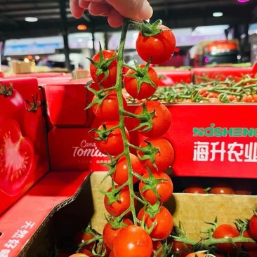 樱桃串串番茄各大基地直发