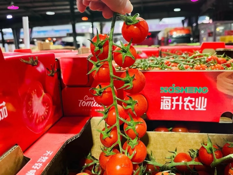樱桃串串番茄各大基地直发