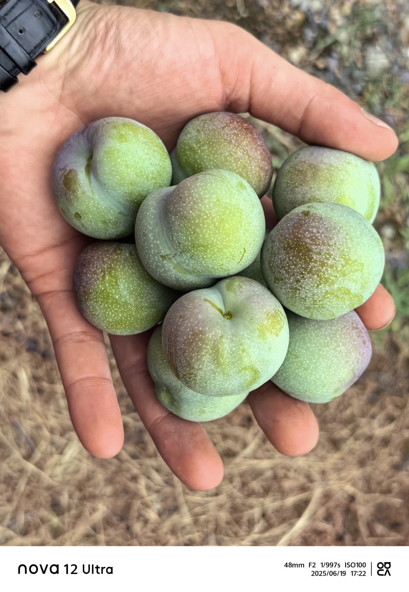 半边红李子对接个大平台，商超，以及市场。量大从优