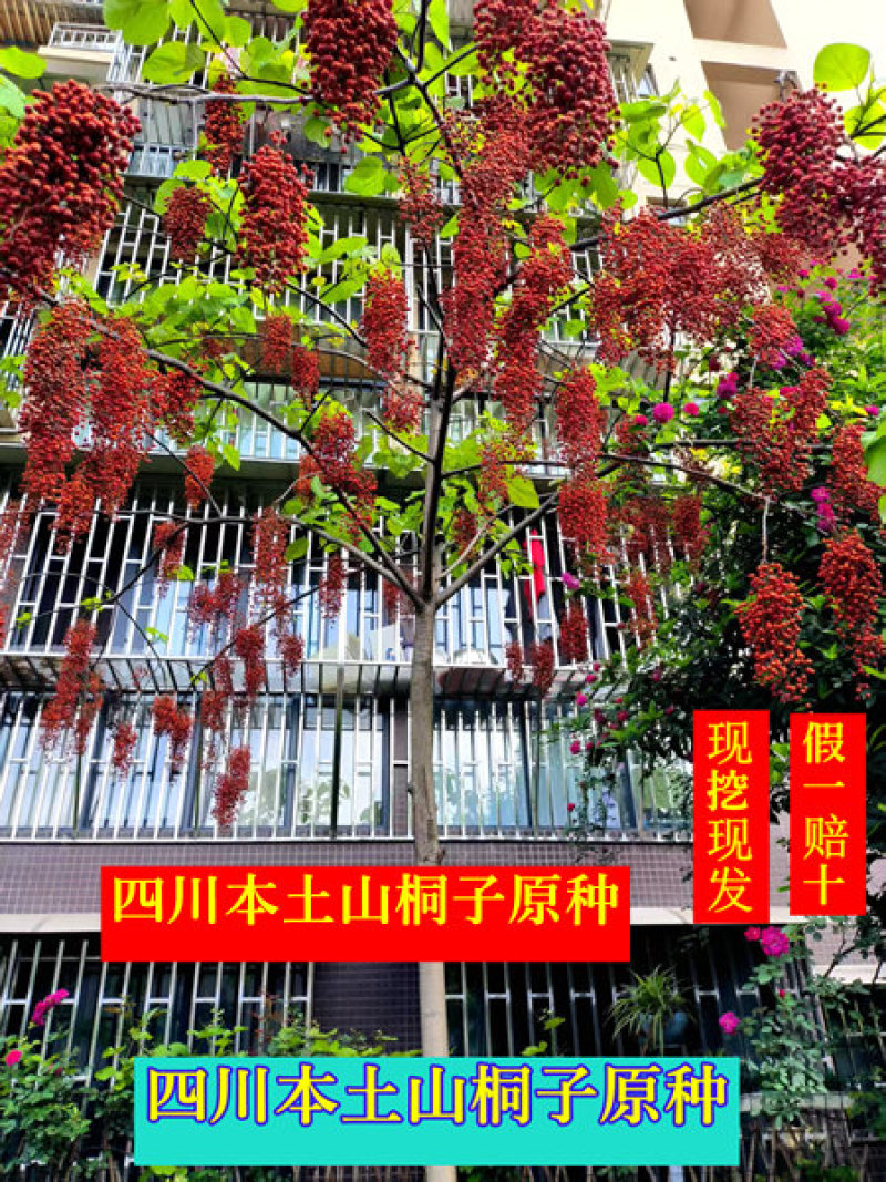 山桐子树苗杯苗