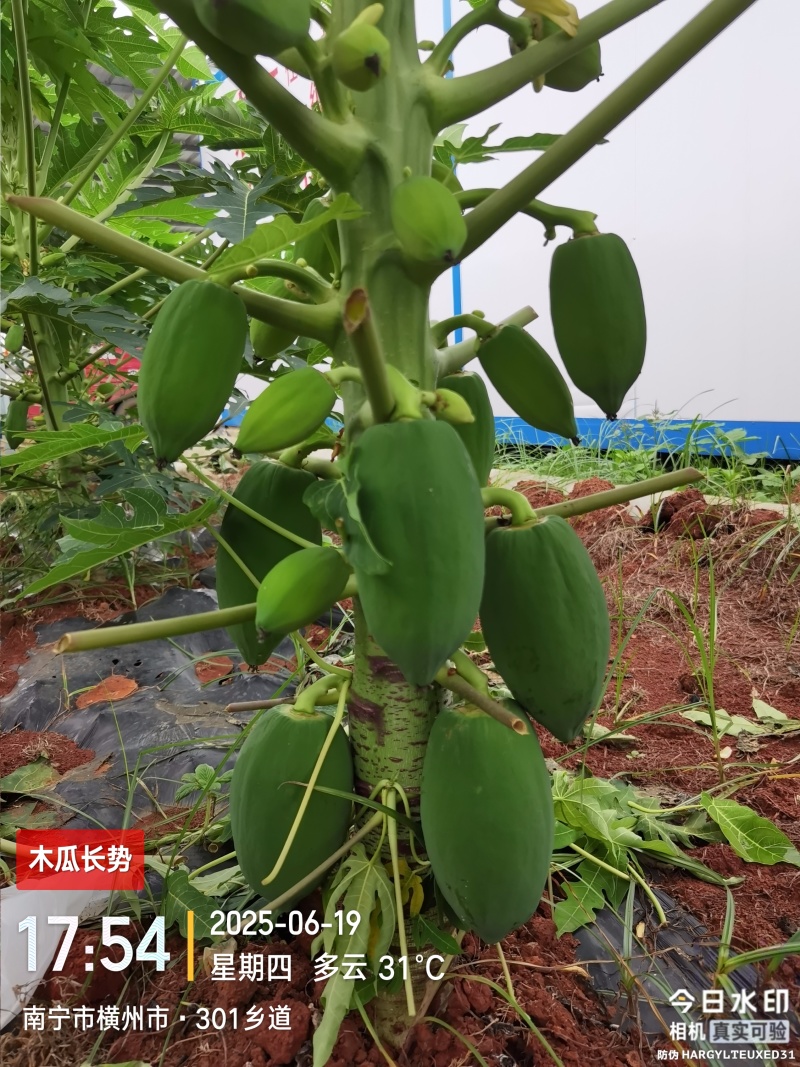 青木瓜（接受预订，7月20日左右可采摘）
