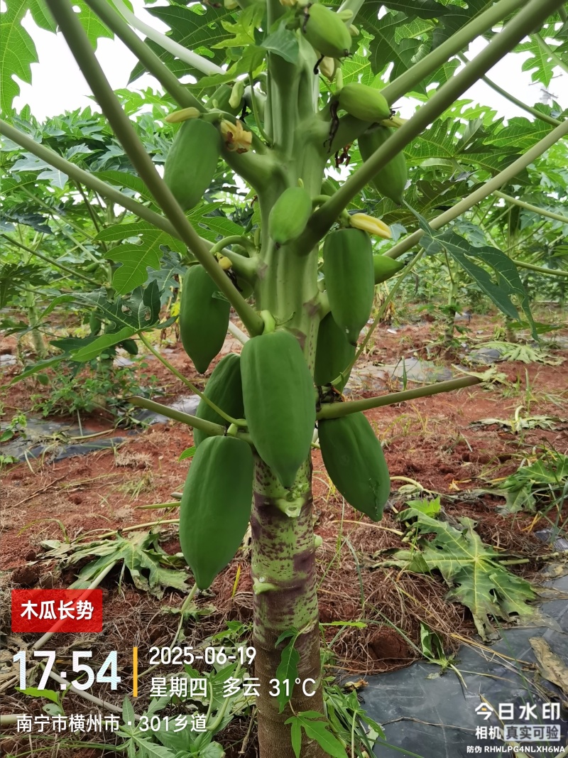 青木瓜（接受预订，7月20日左右可采摘）