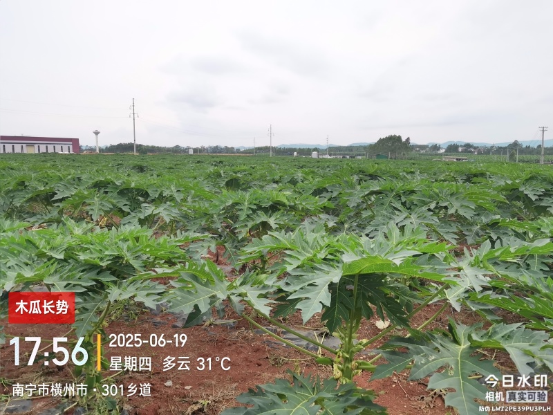 青木瓜（接受预订，7月20日左右可采摘）