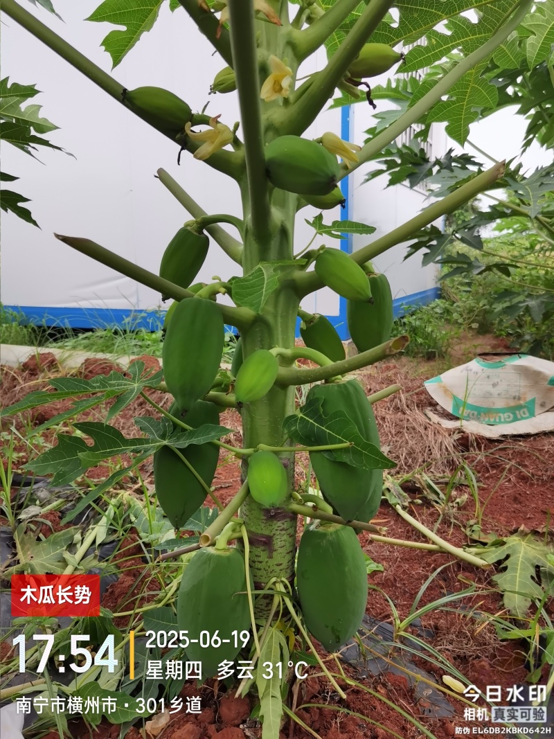 青木瓜（接受预订，7月20日左右可采摘）