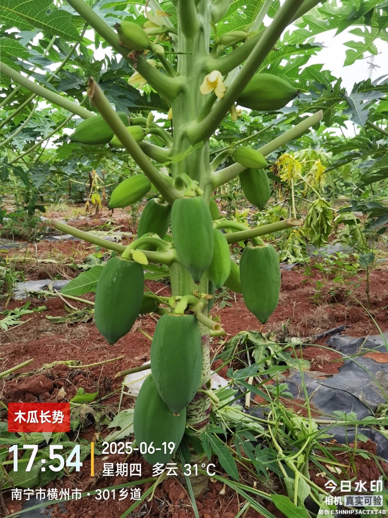 青木瓜（接受预订，7月20日左右可采摘）