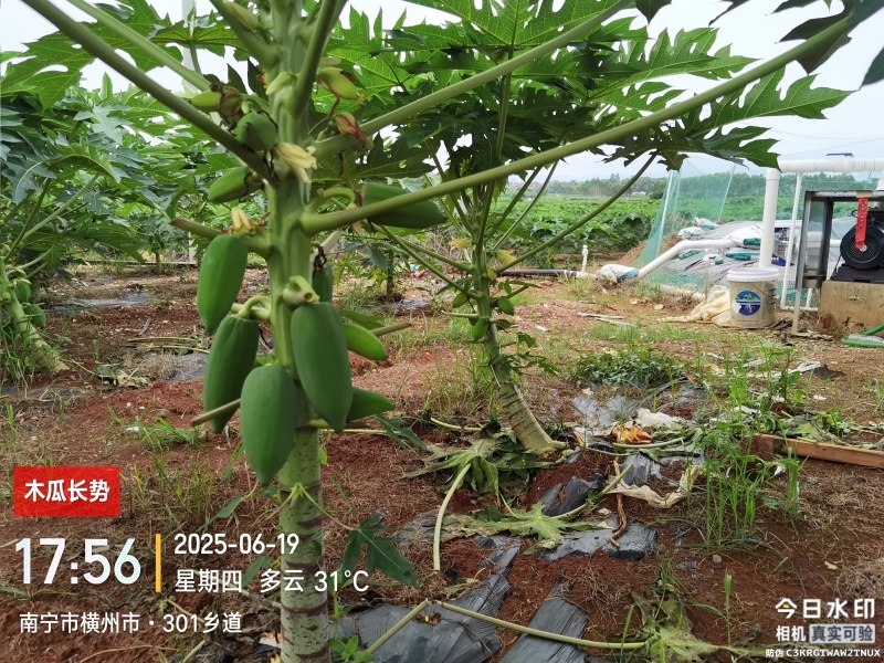 青木瓜（接受预订，7月20日左右可采摘）