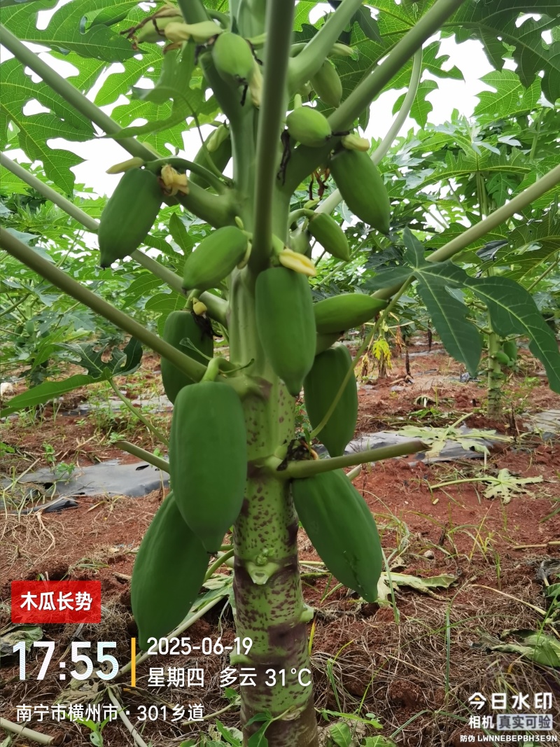 青木瓜（接受预订，7月20日左右可采摘）
