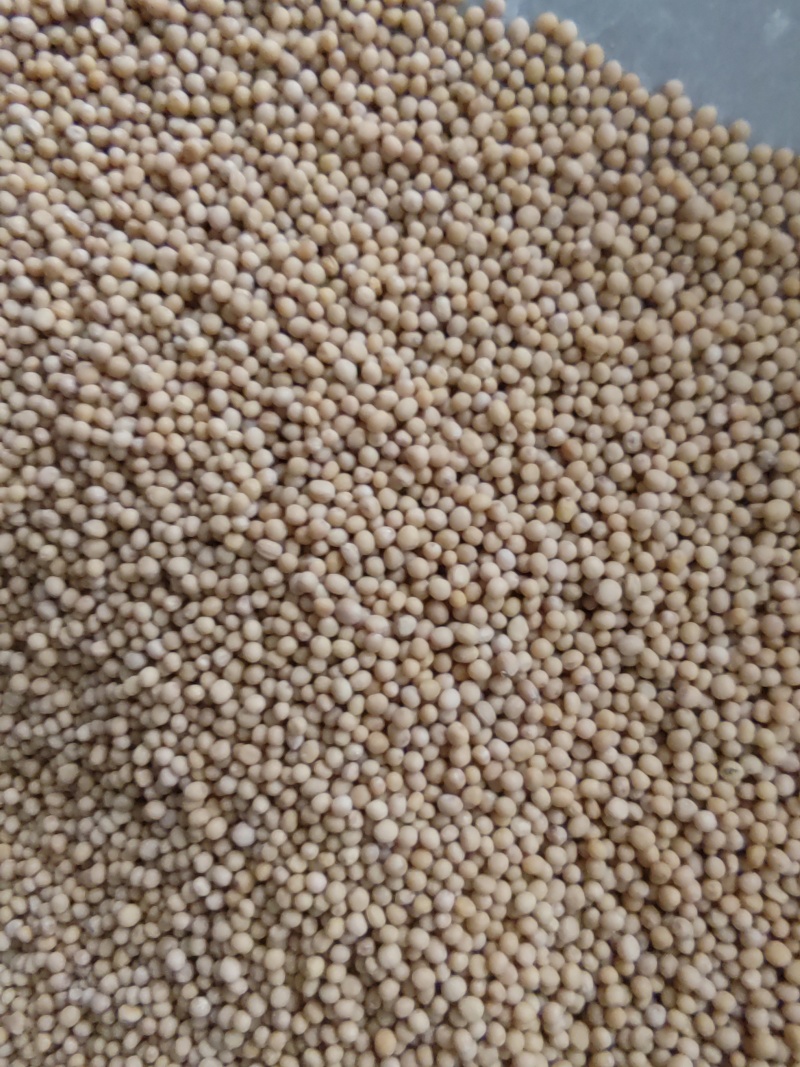 《白芥子》芥子道地药材尽在聚源中药