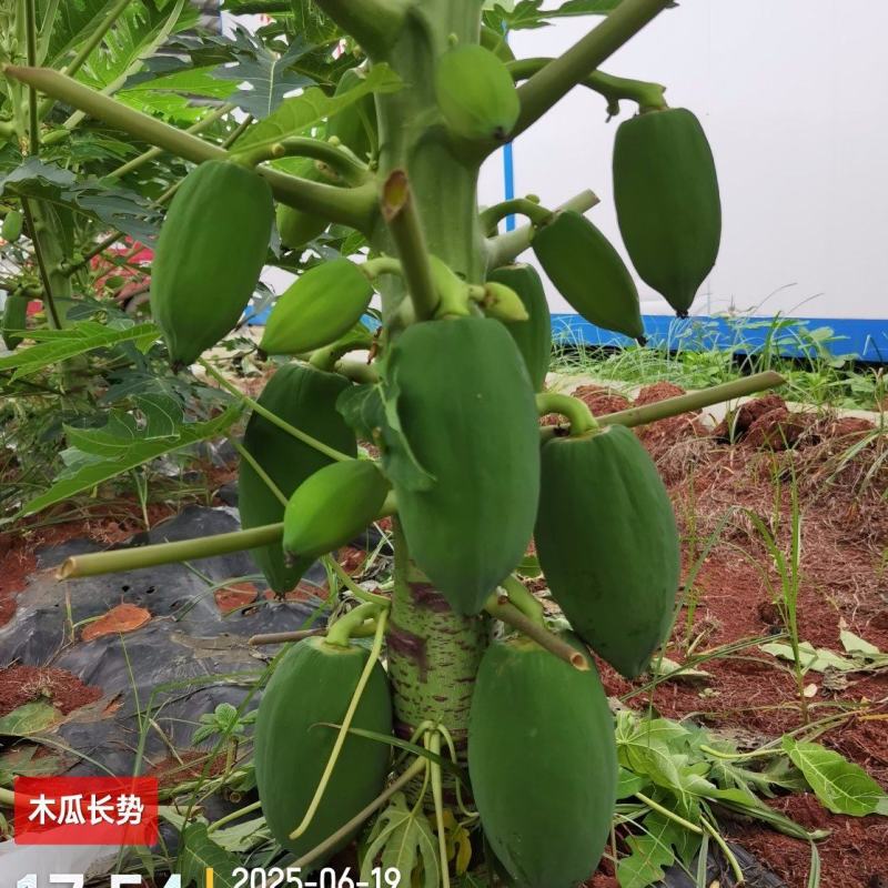 青木瓜（接受预订，7月20日左右可采摘）