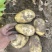 沃土家土豆大量有货